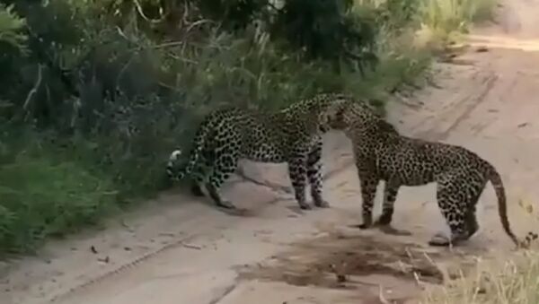 Powerful leopard catches a young buffalo - Sputnik International