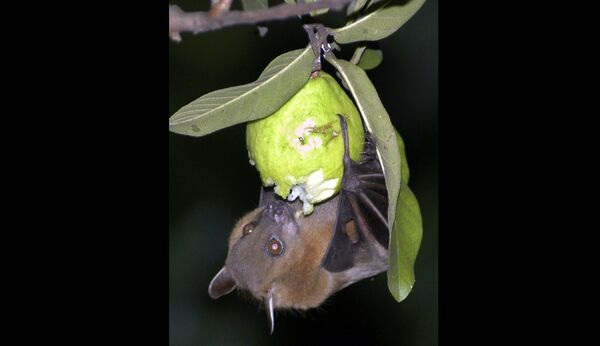 Is The Next Devastating Pandemic Lurking Just Around the Corner? - Sputnik International