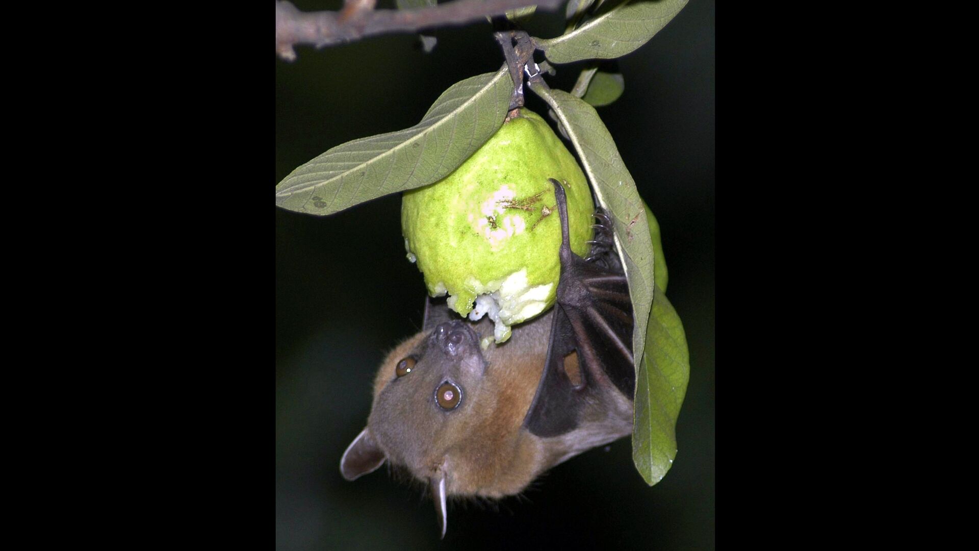 A bat feeds on a guava fruit in Siliguri, India. - Sputnik International, 1920, 13.09.2021