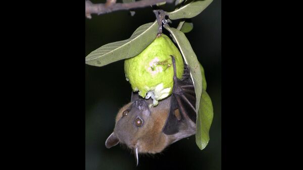 A bat feeds on a guava fruit in Siliguri, India. - Sputnik International