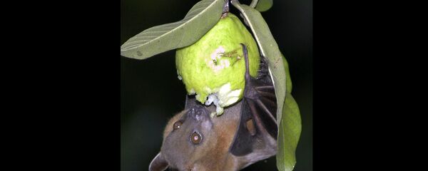 A bat feeds on a guava fruit in Siliguri, India. A bat feeds on a guava fruit in Siliguri, India. - Sputnik International