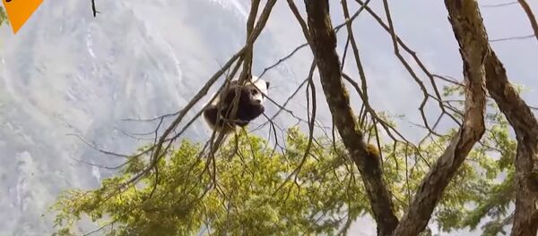 A giant panda cub was in the Wolong Nature Reserve in China - Sputnik International
