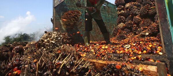 A worker unloads palm fruits at a palm oil processing plant in Lebak, Indonesia, Tuesday, June 19, 2012 - Sputnik International