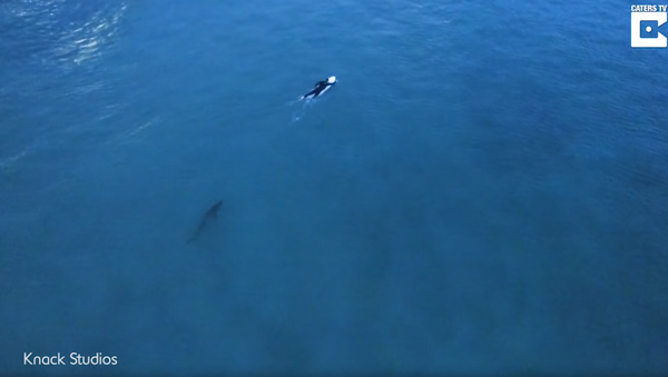 Sydney Surfer Blissfully Unaware of Shark Creeping Down Under - Sputnik International