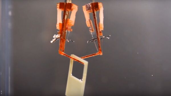 Biohybrid robot powered by an antagonistic pair of skeletal muscle tissues - Sputnik International