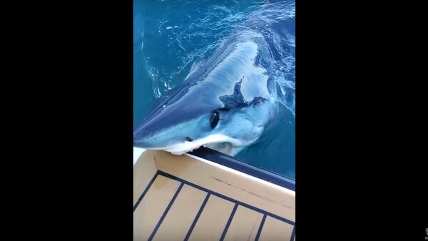 Shark Up Close and Personal - Sputnik International