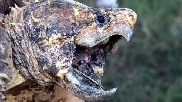 The jaws of an alligator snapping turtle (File) - Sputnik International