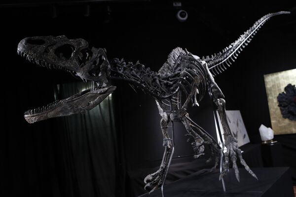 A Jurassic age (161-145 million years) dinosaur skeleton of an Allosaurus Jimmadseni, found in Wyoming, U.S. is displayed at Drouot auction house, in Paris, Wednesday April 11, 2018. The Allosaurus with a Diplodocus will be auctioned as part of a collection entitled 'Nature et Merveilles'. A Jurassic age (161-145 million years) dinosaur skeleton of an Allosaurus Jimmadseni, found in Wyoming, U.S. is displayed at Drouot auction house, in Paris, Wednesday April 11, 2018. The Allosaurus with a Diplodocus will be auctioned as part of a collection entitled 'Nature et Merveilles'. - Sputnik International