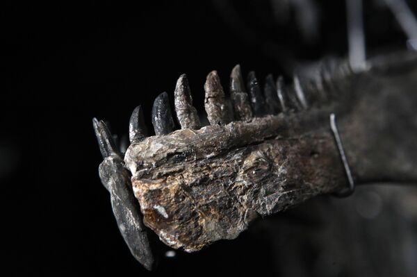 Detail of a Jurassic age (161-145 million years) dinosaur skeleton of an Allosaurus Jimmadseni, found in Wyoming, U.S. is displayed at Drouot auction house, in Paris, Wednesday April 11, 2018. Detail of a Jurassic age (161-145 million years) dinosaur skeleton of an Allosaurus Jimmadseni, found in Wyoming, U.S. is displayed at Drouot auction house, in Paris, Wednesday April 11, 2018. - Sputnik International