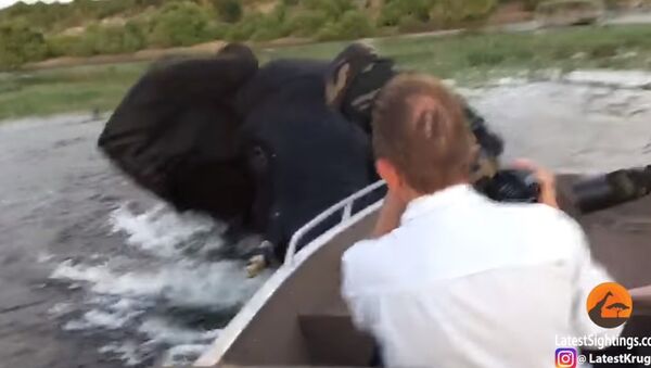 Elephant Charges & Hits Boat - Sputnik International