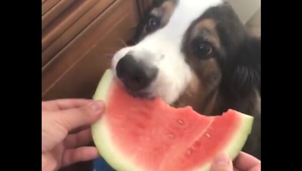 Dog eats watermelon - Sputnik International