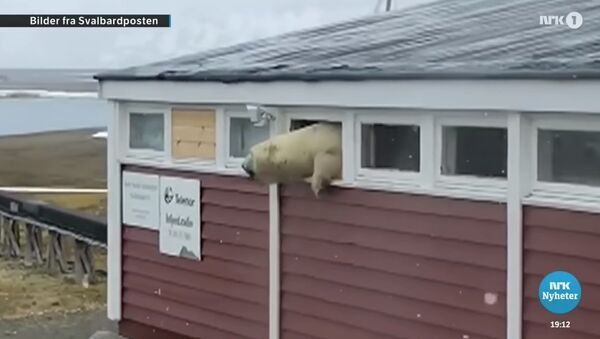 Killer polar bear escaping hotel - Sputnik International