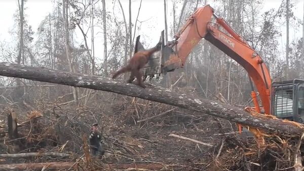 Orangutan filmed trying to fight off digger - Sputnik International