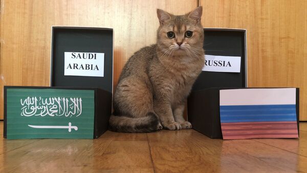 Sushi, the cat predicts World Cup game outcomes - Sputnik International