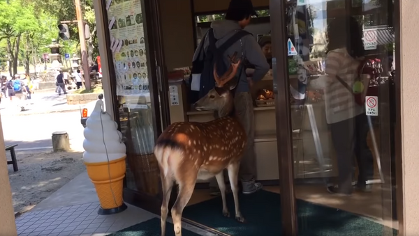 You Can Queue, Too: Well-Mannered Deer Waits in Line for Ice Cream - Sputnik International
