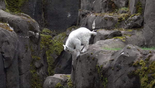 Big Kid! Month-Old Mountain Goat Conquers Climbing - Sputnik International