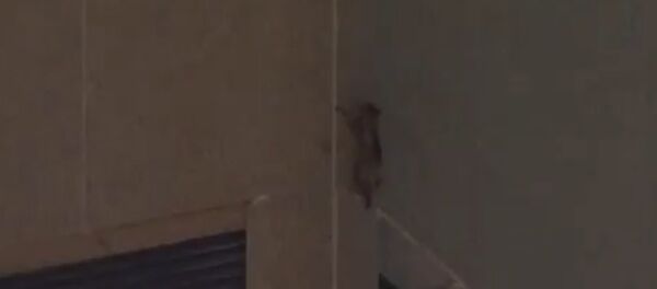 The #mprracoon making it to the roof straight in at no 5 happiest moments of my life - Sputnik International