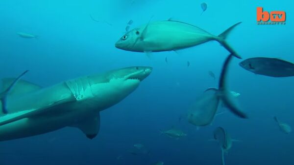 Shark Vs Shark: Giant Great White Attacks Another Great White - Sputnik International