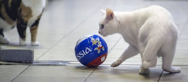 Achilles, right, the oracle cat, who works in the Hermitage Museum, went on a diet ahead of the 2018 FIFA World Cup Russia Achilles, right, the oracle cat, who works in the Hermitage Museum, went on a diet ahead of the 2018 FIFA World Cup Russia - Sputnik International