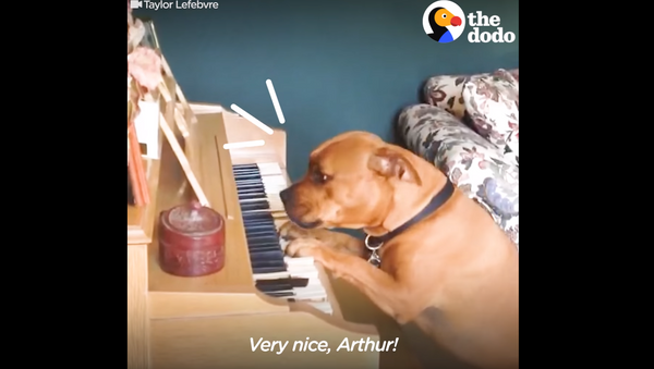 Piano Pooch: Musical Pup Paws the Ivories for Owner - Sputnik International