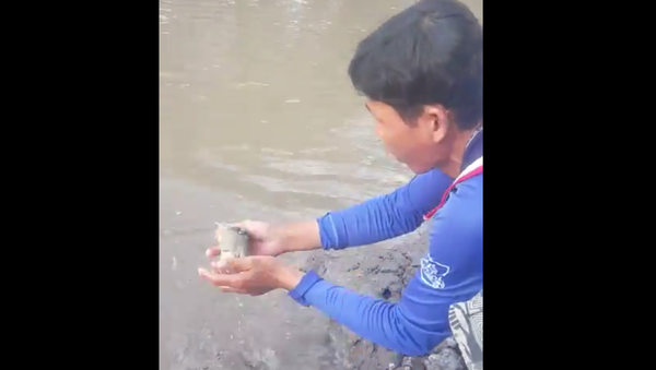 Mudfish Jumps Out Of The Water to Be Fed in Vietnam, 2018 - Sputnik International