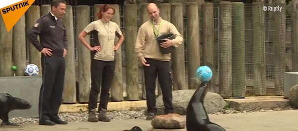 Oracle Seal Predicts Winner of Germany v Mexico Matchup Oracle Seal Predicts Winner of Germany v Mexico Matchup - Sputnik International