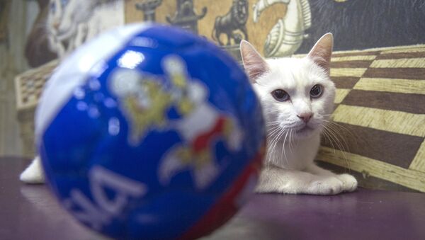 Achilles, the oracle cat, who works in the Hermitage Museum, went on a diet ahead of the 2018 FIFA World Cup Russia - Sputnik International