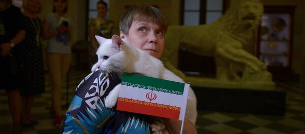 Achilles, the oracle cat, who works in the Hermitage Museum - Sputnik International