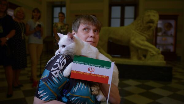 Achilles, the oracle cat, who works in the Hermitage Museum - Sputnik International