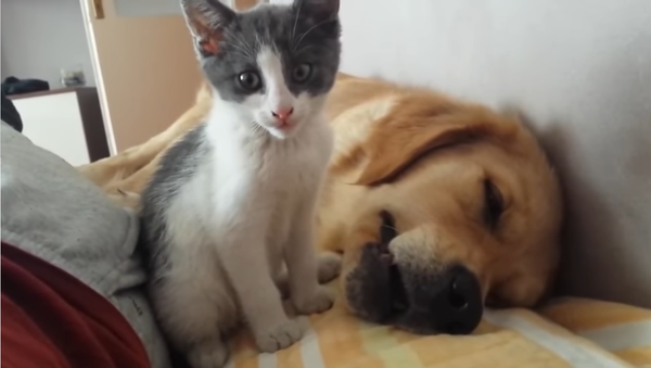 Kitten gets on doggo's nerves - Sputnik International
