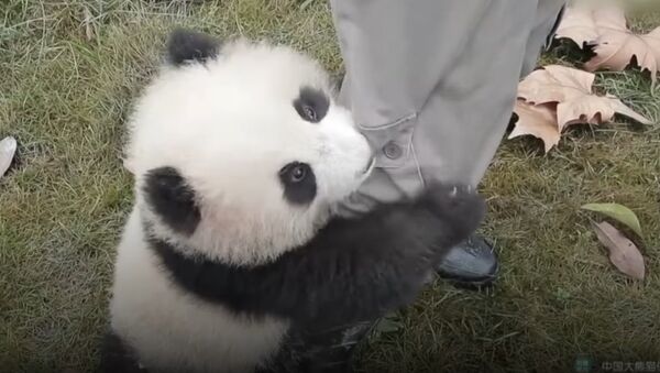 Panda cub needs a hug right now - Sputnik International