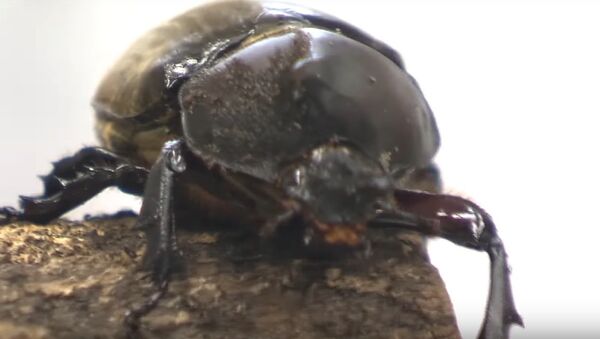 Hermaphrodite Beetle Discovered - Sputnik International