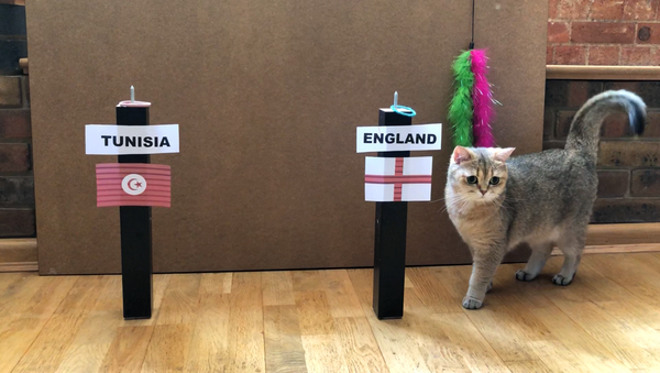 World Cup cat - Sputnik International