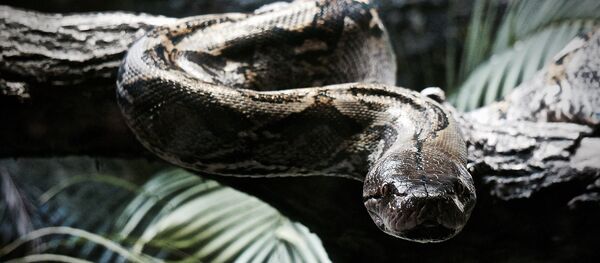 Python Python - Sputnik International