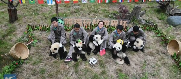 Adorable! Giant pandas' football party Adorable! Giant pandas' football party - Sputnik International