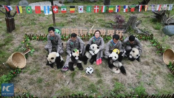 Adorable! Giant pandas' football party - Sputnik International