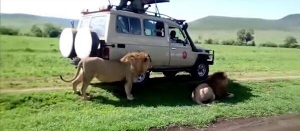 South African tourist tries to caress a lion in his car and gets attacked - Sputnik International