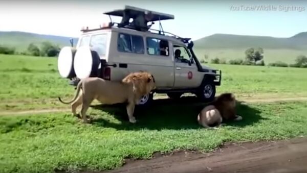 South African tourist tries to caress a lion in his car and gets attacked - Sputnik International