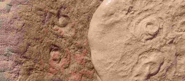 Obamus coronatus Obamus coronatus - Sputnik International