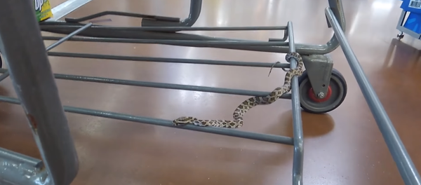 Slithering to Sales? Snake Found Chilling in Walmart Shopper’s Cart - Sputnik International