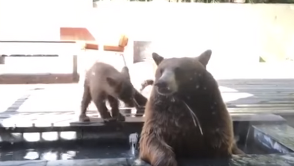 ‘Not in my Backyard!’: Dog Loses it Over Grizzly Guests in Yard - Sputnik International
