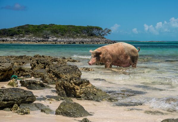 Bahamas' Exuma Islands Occupied by Swimming Pigs - Sputnik International