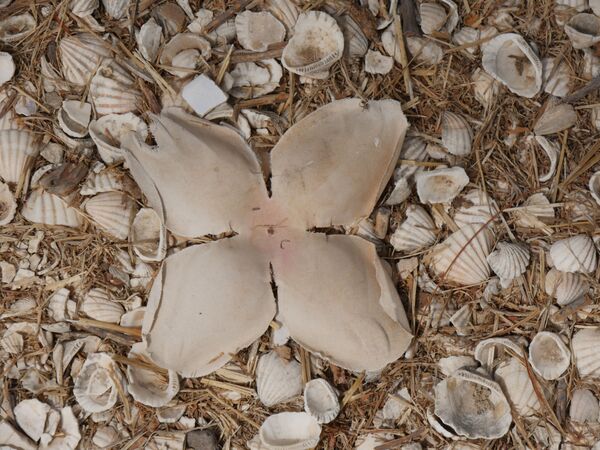 Fadiouth Island made of clam shells, Senegal - Sputnik International