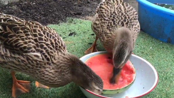 Ducks eating watermelon - Sputnik International
