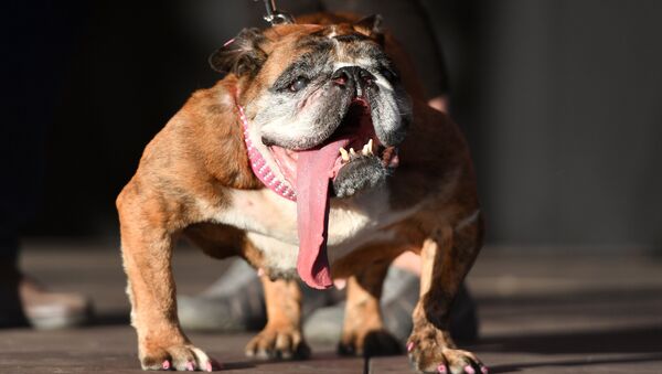 Zsa Zsa, an English Bulldog, stands on stage after winning The World's Ugliest Dog Competition in Petaluma, north of San Francisco, California on June 23, 2018 - Sputnik International