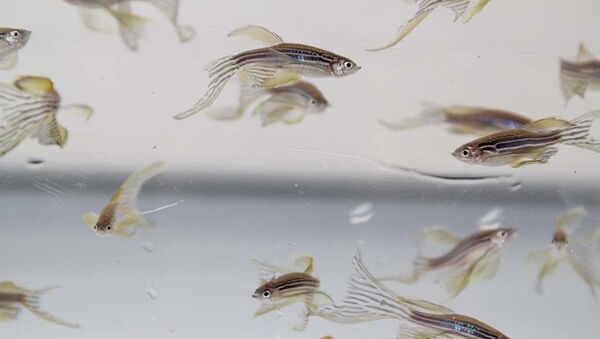 Zebrafish (Danio rerio) embryos that were treated with two types of silver nano-particles and silver ions - Sputnik International