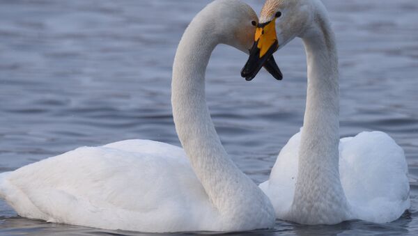 Swans, these ones apparently straight, in Altai Krai, Russia. - Sputnik International
