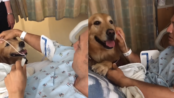 Heartwarming Moment Golden Retrievers Visit Owner Following Cardiac Surgery - Sputnik International