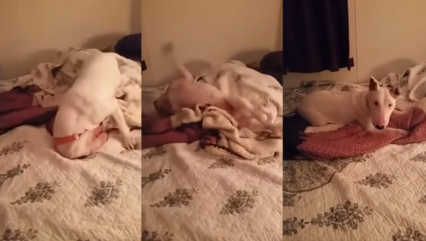 The Good Life: 7-Year-Old Rescue Dog’s First Experience in a Bed - Sputnik International