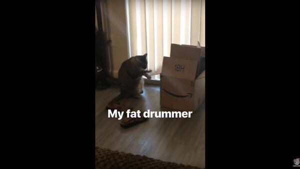 Little Drummer Cat - Sputnik International